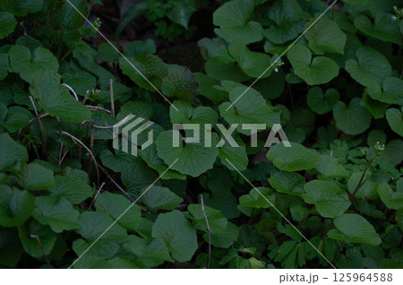 花咲く前の自生わさび 125964588