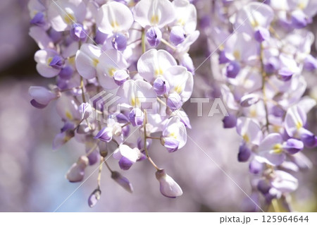 春の日差しに映える藤の花 青空 春の日差しに映える藤の花 青空 125964644