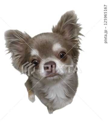 見上げるチワワ 125965167