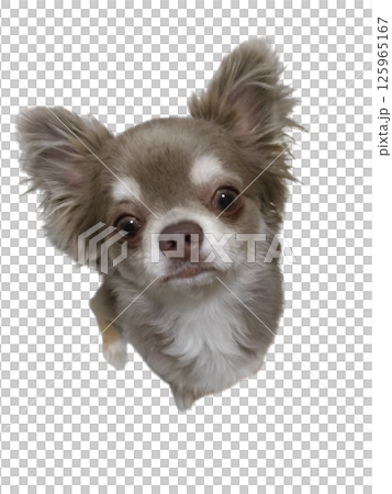 吉娃娃抬頭 125965167