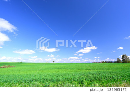 どこまでも広がる北海道の大草原と青空 125965175