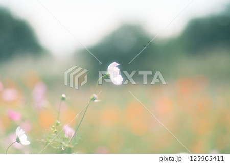 幻想のようなコスモス 幻想のようなコスモス 125965411