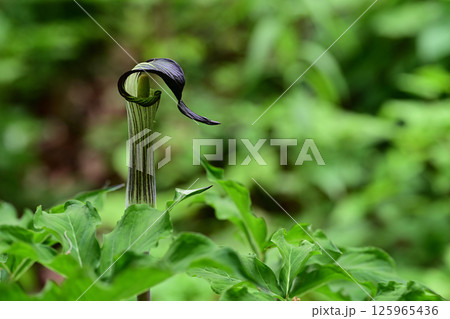 春の花　マムシグサ 125965436