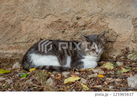 Homeless cat sleeping close to building wall Homeless cat sleeping close to building wall 125965637