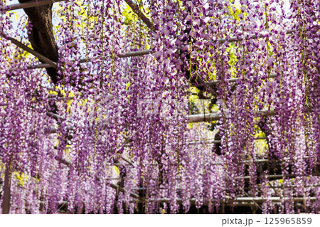 満開の藤の花 125965859