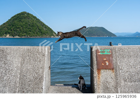 佐柳島のジャンプする猫 125965936