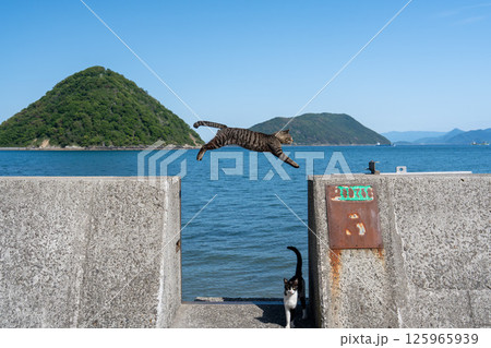 佐柳島のジャンプする猫 125965939