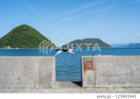 佐柳島のジャンプする猫 佐柳島のジャンプする猫 125965941