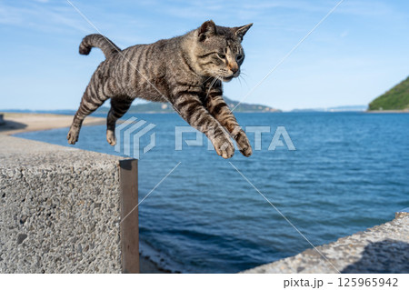 佐柳島のジャンプする猫 125965942