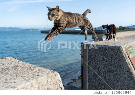 佐柳島のジャンプする猫 125965944