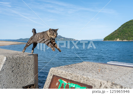 佐柳島のジャンプする猫 125965946