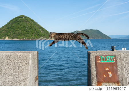 佐柳島のジャンプする猫 佐柳島のジャンプする猫 125965947