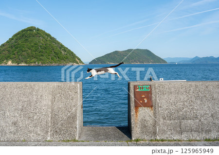 佐柳島のジャンプする猫 125965949