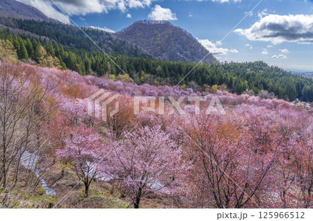 裏磐梯桜峠から満開のオオヤマザクラ 125966512