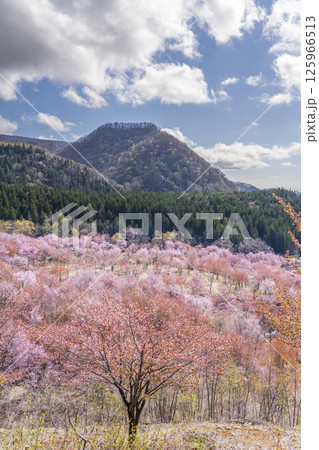 裏磐梯桜峠から満開のオオヤマザクラ 125966513