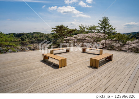 曽木の滝展望所と桜の風景 125966820