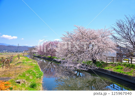 《長野県》春の安曇野市拾ヶ堰の満開の桜 125967040