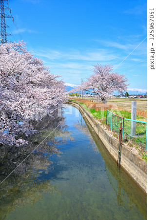 《長野県》春の安曇野市拾ヶ堰の満開の桜と残雪の北アルプス 125967051