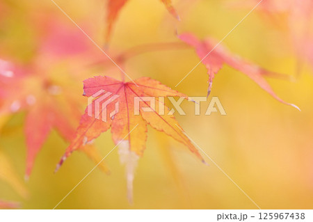 帯石観音の紅葉 帯石観音の紅葉 125967438