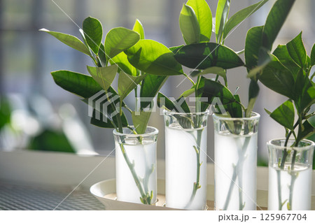 Propagation of citrus trees by cuttings in water enriched with rooting hormones, home gardening.  125967704