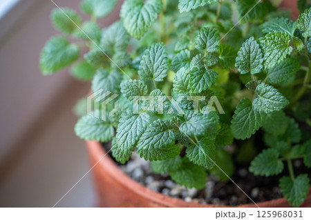 Lemon balm herb in terracotta pot on windowsill at home, closeup. Indoor gardening concept 125968031