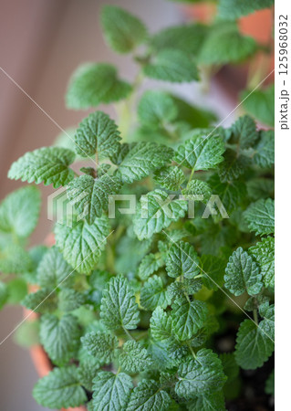 Lemon balm herb in pot on at home, closeup. Indoor gardening concept 125968032