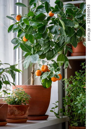 Small orange tree with ripe fruits in terracotta pot on windowsill at home. Calamondin citrus plant. 125968043