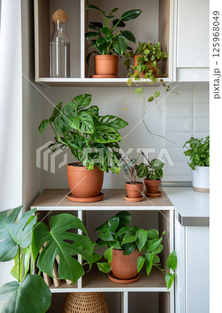Home kitchen interior with green plants epipremnum, monstera, anthurium, dischidia, philodendron 125968049