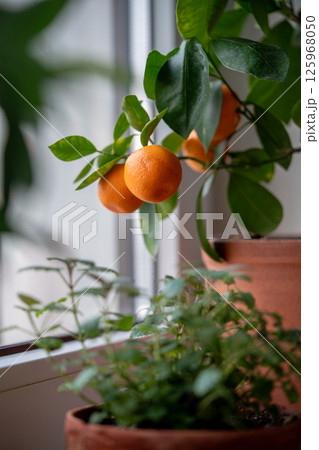 Tangerine tree with fruits in terracotta pot on windowsill at home. Calamondin citrus plant. Tangerine tree with fruits in terracotta pot on windowsill at home. Calamondin citrus plant. 125968050