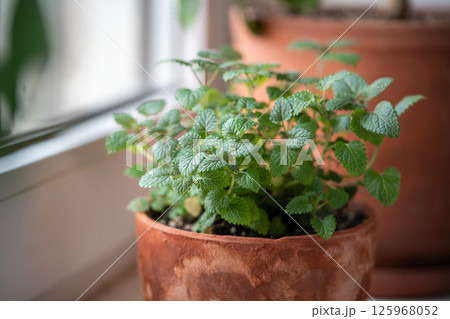 Lemon balm herb in old terracotta pot on windowsill at home, closeup. Indoor gardening concept 125968052