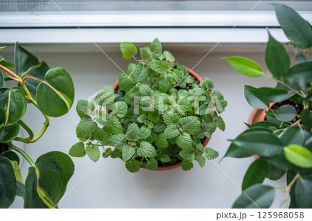 Lemon balm herb and houseplants in pot on windowsill at home, closeup. Indoor gardening concept 125968058