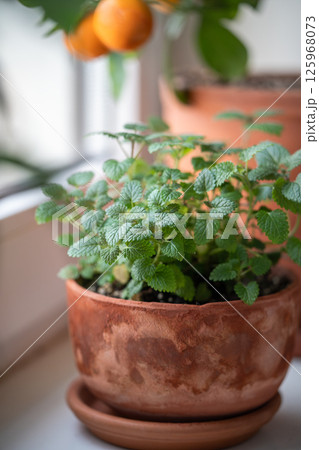 Lemon balm herb in old terracotta pot on windowsill at home, closeup. Indoor gardening concept 125968073