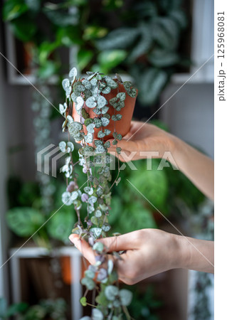 Hand holding Ceropegia Woodii houseplant with long heart shaped leaves in terracotta pot closeup 125968081