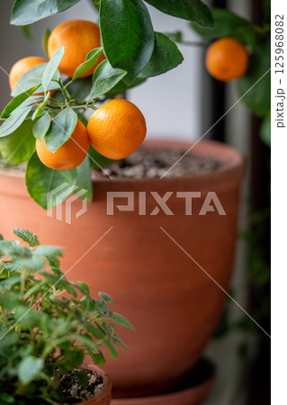 Little orange tree with fruits in terracotta pot on windowsill at home. Calamondin citrus plant. Little orange tree with fruits in terracotta pot on windowsill at home. Calamondin citrus plant. 125968082