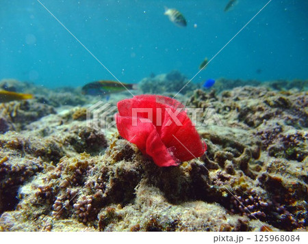 海のリボン ウミウシの卵 海のリボン ウミウシの卵 125968084