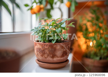 Lemon balm herb in old terracotta pot on windowsill at home, closeup. Indoor gardening concept 125968096