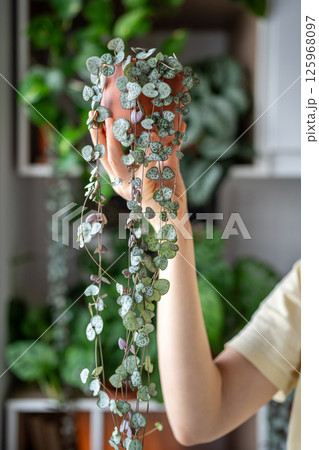 Hand holding Ceropegia Woodii houseplant with long heart shaped leaves in terracotta pot closeup 125968097