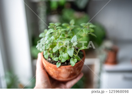 Hand holding lemon balm herb in terracotta pot at home, closeup. Indoor gardening concept Hand holding lemon balm herb in terracotta pot at home, closeup. Indoor gardening concept 125968098