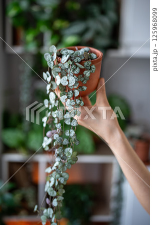 Hand holding Ceropegia Woodii houseplant with long heart shaped leaves in terracotta pot closeup Hand holding Ceropegia Woodii houseplant with long heart shaped leaves in terracotta pot closeup 125968099