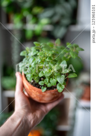 Hand holding lemon balm herb in terracotta pot at home, closeup. Indoor gardening concept Hand holding lemon balm herb in terracotta pot at home, closeup. Indoor gardening concept 125968101