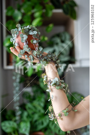 Hand holding Ceropegia Woodii houseplant with long heart shaped leaves in terracotta pot closeup Hand holding Ceropegia Woodii houseplant with long heart shaped leaves in terracotta pot closeup 125968102