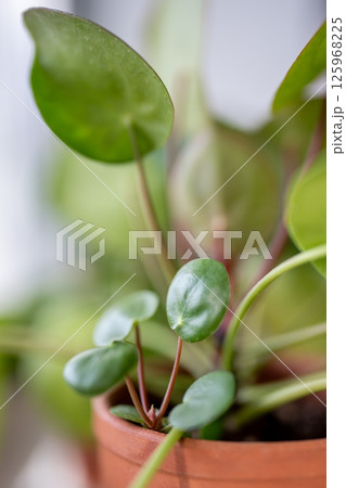 Macro shot of Pilea peperomioides sprout together with mother plant in pot. Chinese money houseplant Macro shot of Pilea peperomioides sprout together with mother plant in pot. Chinese money houseplant 125968225