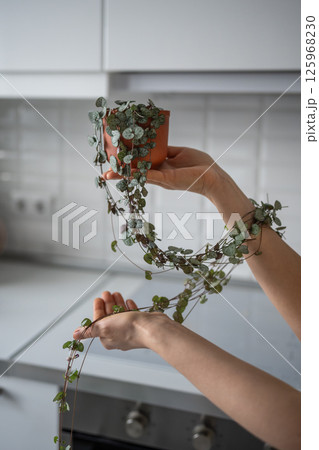 Hand holding Ceropegia Woodii houseplant with long heart shaped leaves in terracotta pot closeup Hand holding Ceropegia Woodii houseplant with long heart shaped leaves in terracotta pot closeup 125968230