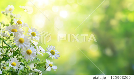 Bright white daisies in lush green background create serene atmosphere 125968269