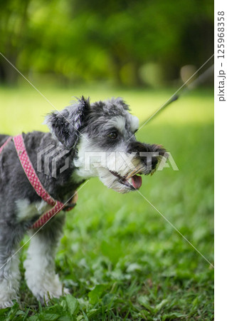 散歩するミニチュアシュナウザー 125968358