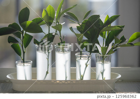 Citrus tree propagation at home using cuttings placed in water with rooting hormone. Plant cloning.  125968362