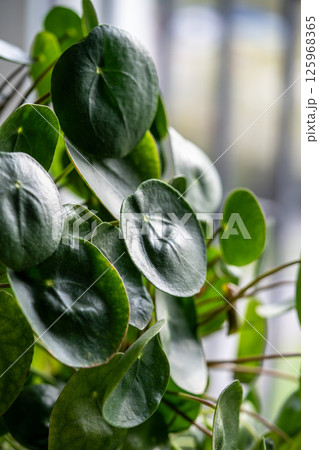 Pilea peperomioides with round leaves, lush bush of Chinese money plant at home closeup Pilea peperomioides with round leaves, lush bush of Chinese money plant at home closeup 125968365