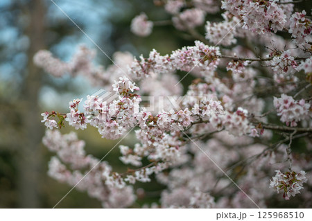 White flowering Cherry sakura tree, soft focus closeup. Spring time, season in nature. White flowering Cherry sakura tree, soft focus closeup. Spring time, season in nature. 125968510