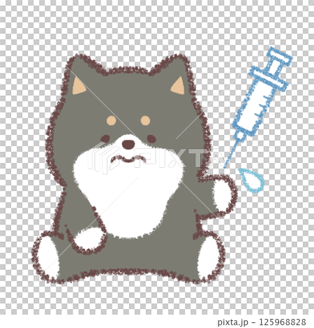 黑色柴犬正在註射 125968828