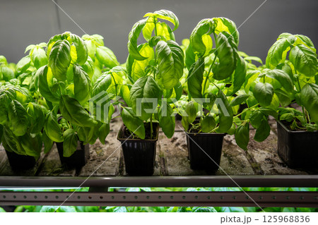 Genovese basil grow in pots on shelf under phyto lights, cultivated in greenhouse for sale and hobby Genovese basil grow in pots on shelf under phyto lights, cultivated in greenhouse for sale and hobby 125968836
